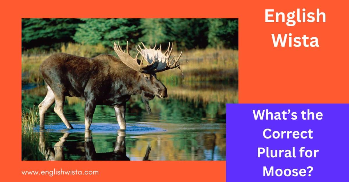 What’s the Correct Plural for Moose?