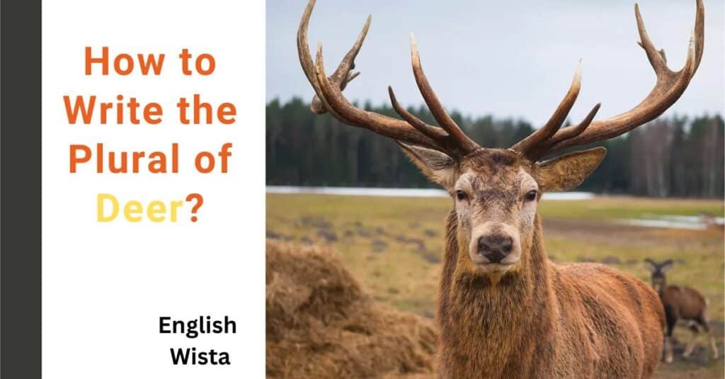 How to Write the Plural of Deer? - English Wista