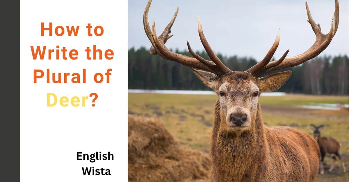 How to Write the Plural of Deer?