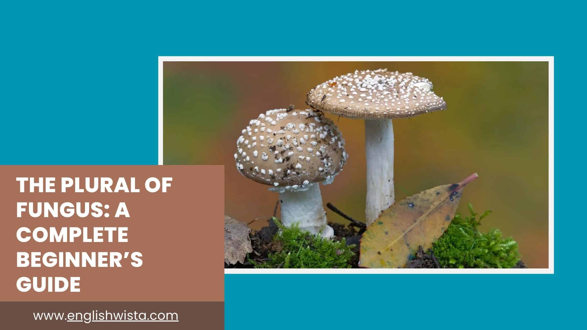 You are currently viewing The Plural of Fungus: A Complete Beginner’s Guide