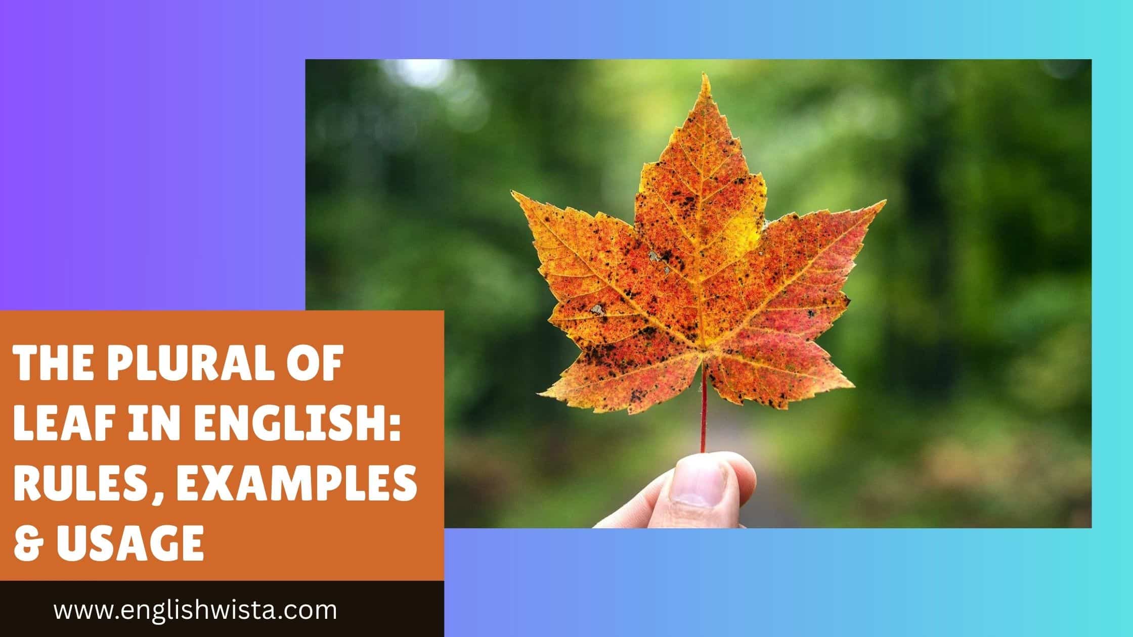 You are currently viewing The Plural of Leaf in English: Rules, Examples & Usage
