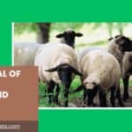 The Plural of Sheep: A Simple and Friendly Guide
