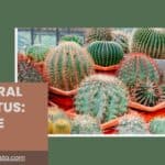 The Plural of Cactus: A Simple Guide
