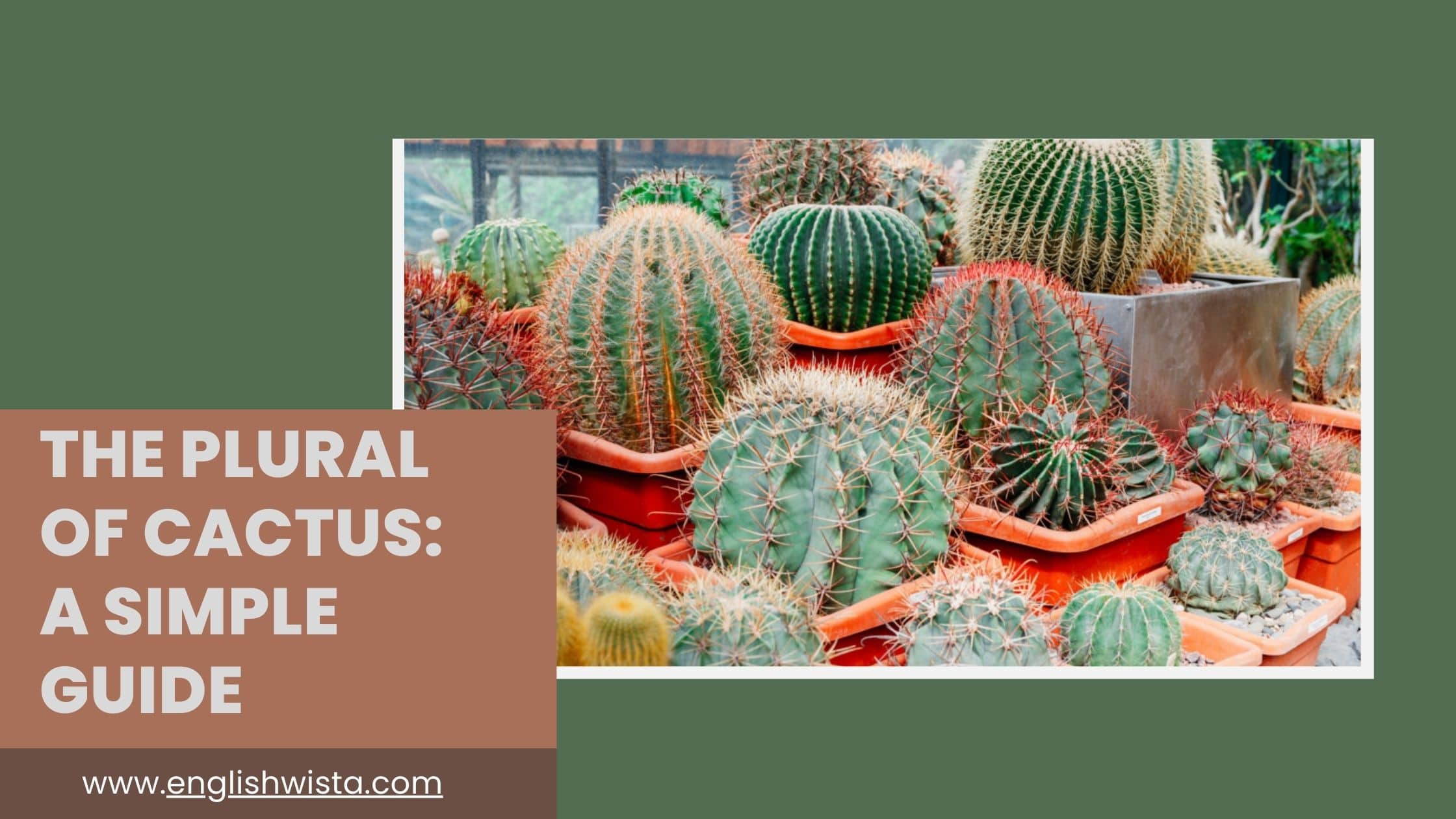 You are currently viewing The Plural of Cactus: A Simple Guide