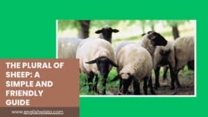 Read more about the article The Plural of Sheep: A Simple and Friendly Guide