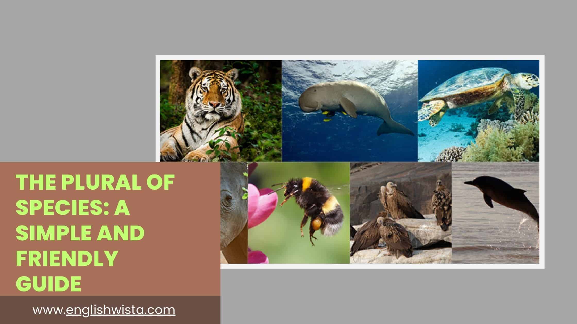 You are currently viewing The Plural of Species: A Simple and Friendly Guide