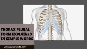 Read more about the article Thorax Plural Form Explained in Simple Words