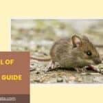 The Plural of Mouse: A Complete Guide