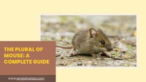 Read more about the article The Plural of Mouse: A Complete Guide