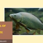 The Plural of Fish: A Complete Guide