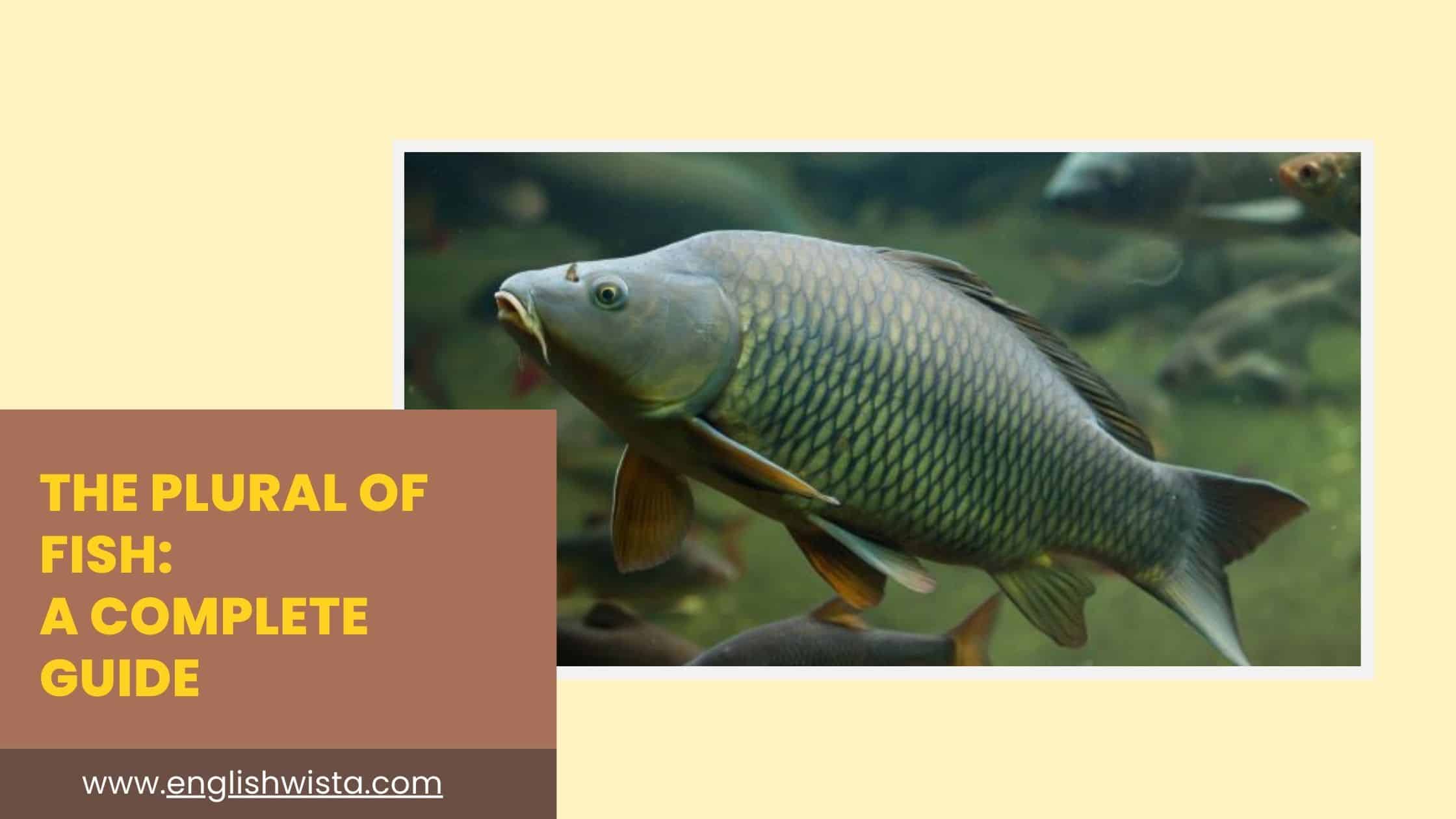You are currently viewing The Plural of Fish: A Complete Guide