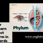 Phylum or Phyla? Learn the Correct Plural Form in Simple Words