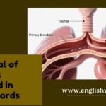 The Plural of Bronchus Explained in Simple Words