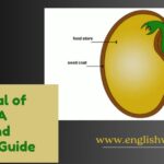 The Plural of Embryo: A Simple and Friendly Guide