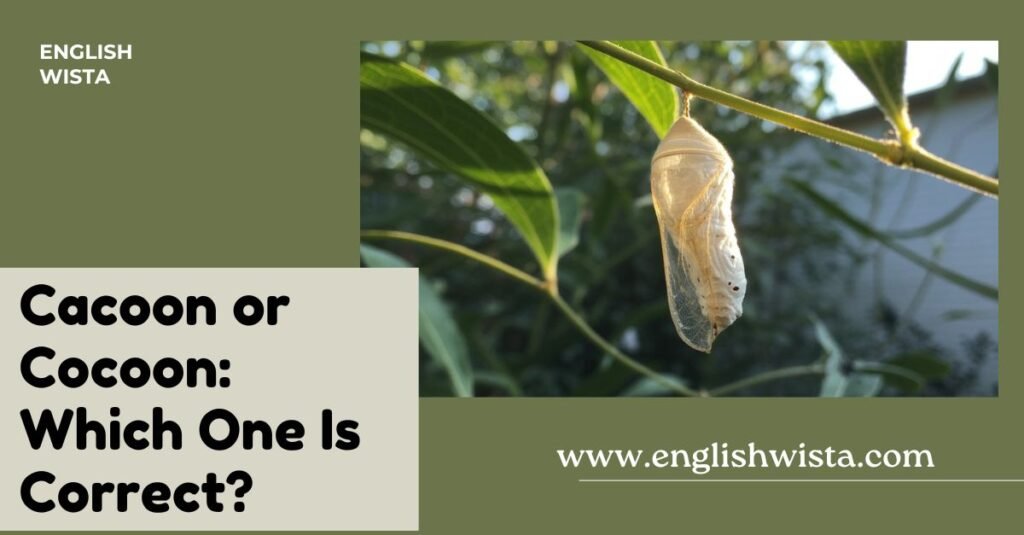 Cacoon or Cocoon: Which One Is Correct? - English Wista