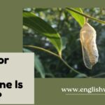 Cacoon or Cocoon: Which One Is Correct?